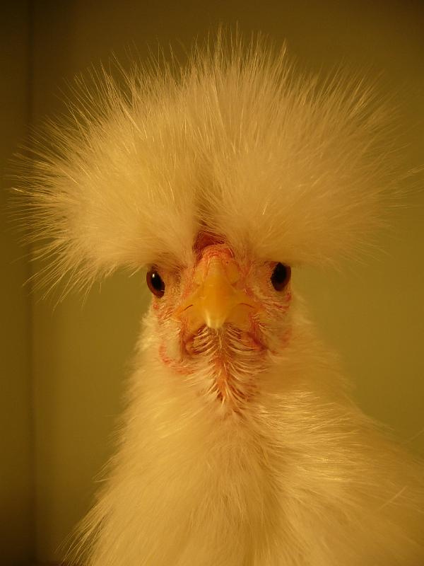 Munster 2009 345.jpg - Siamesische Seidenhühner weiss von Nils Püth